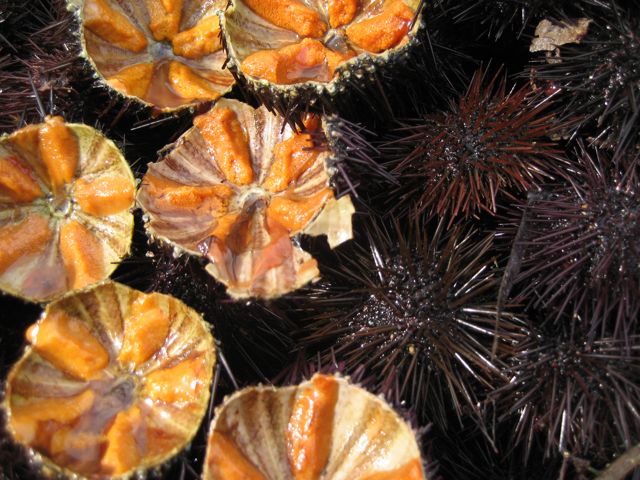 CATCH AND COOK Spiny Sea Urchin!!! (UNI) 