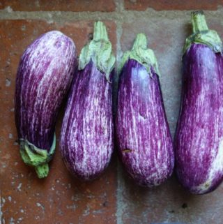 Eggplant