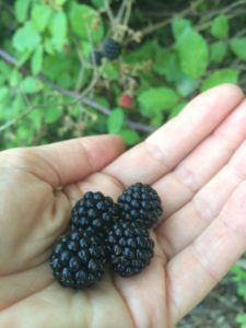 Wild Blackberries